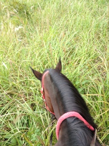 草を食べる馬